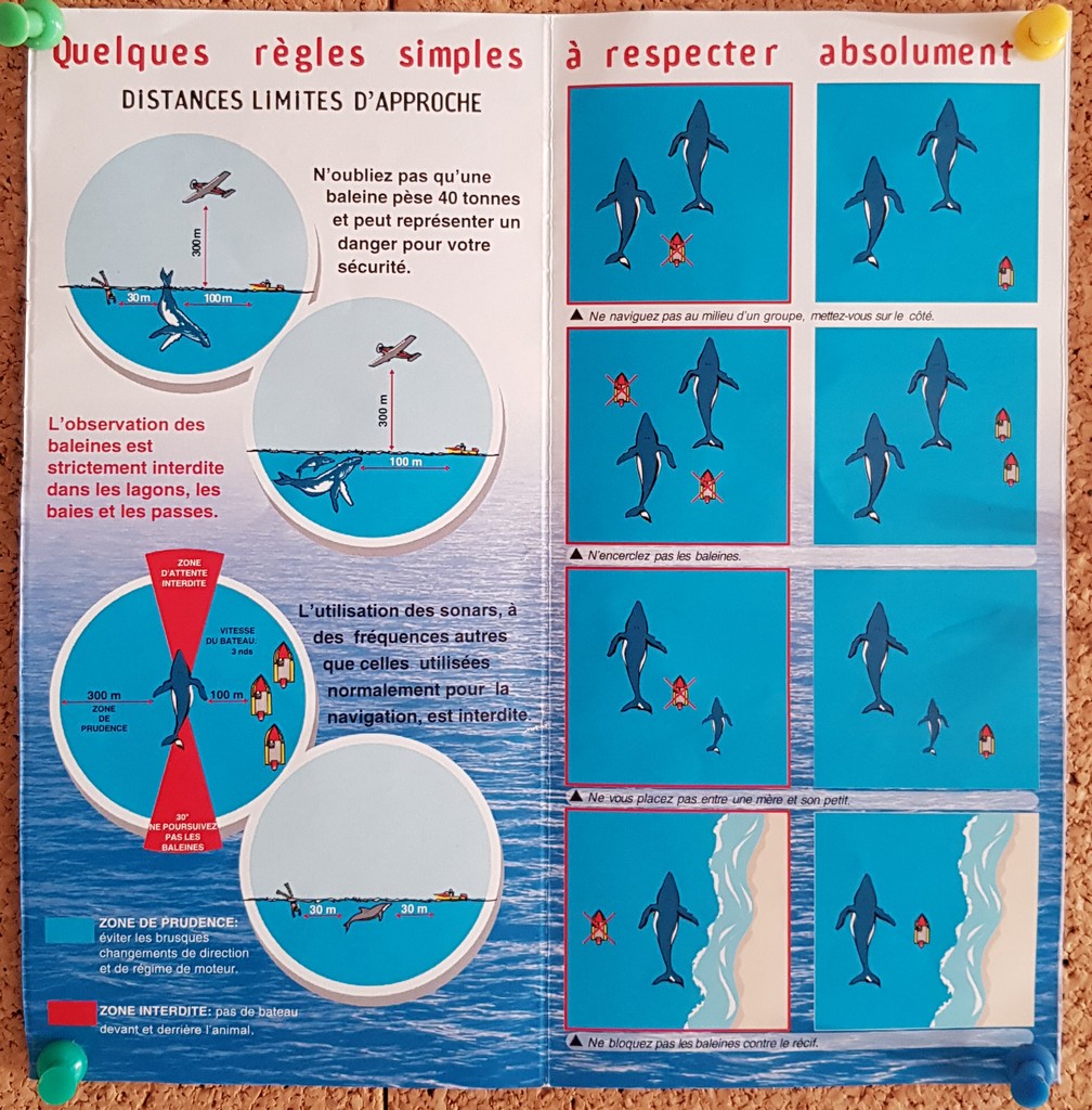 Schema di regole per avvicinare le balene in Polinesia Francese