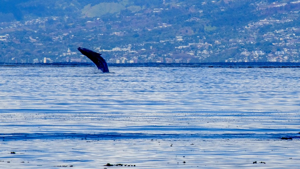 salto di una balena nel mare con sfondo di terra