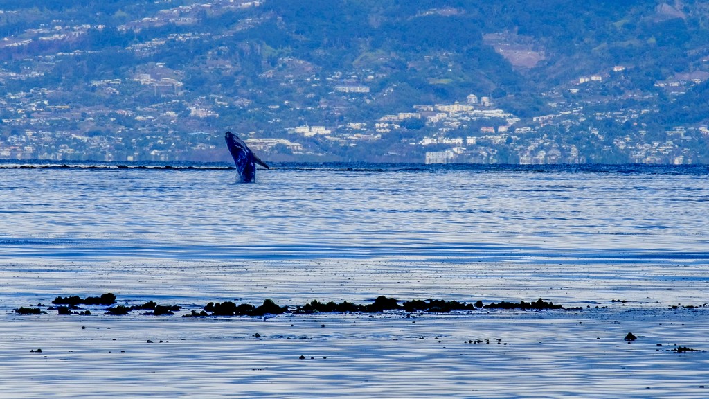 salto di una balena nel mare con sfondo di terra