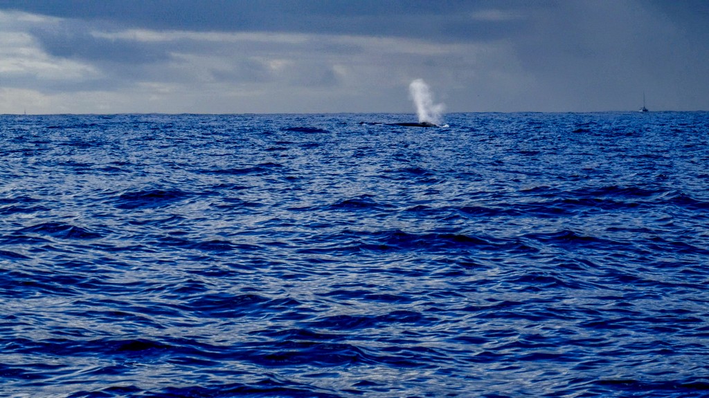 sbuffo di una balena in mare aperto