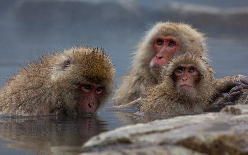 scimmie in acqua