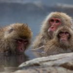 Visita al Jigokudani Monkey Park: la nostra guida