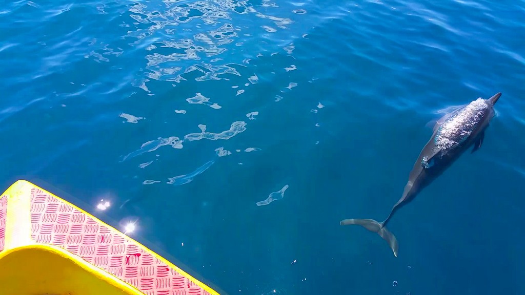 delfino vicino alla barca