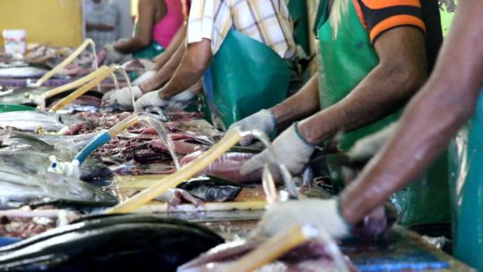 pulizia del pesce al mercato del pesce di male