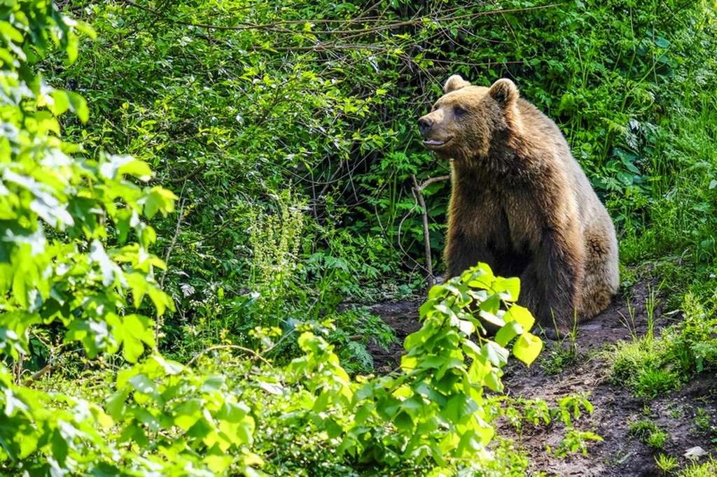 Bear refuge Kuterevo: orso si riposa all'ombra