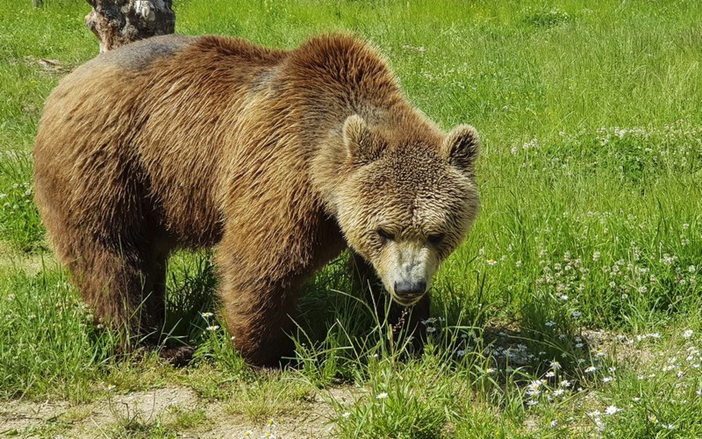 Bear Refuge di Kuterevo: orso sull'erba