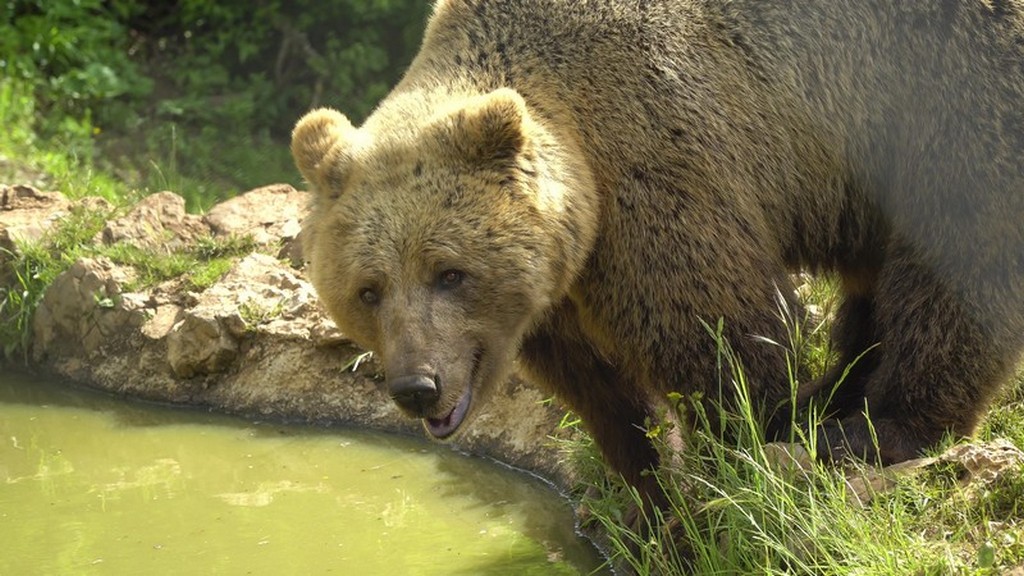 Bear refuge Kuterevo: primo piano di orso che sta per bere