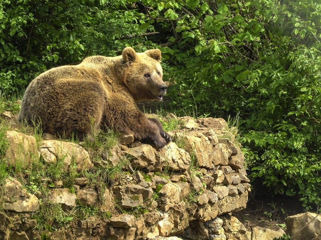 Bear Refuge di Kuterevo: orso che si riposa nel verde