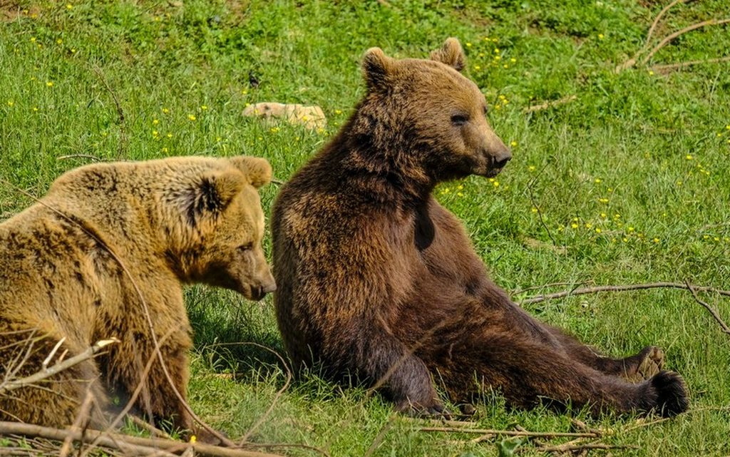 Bear refuge Kuterevo: orsi si riposano sull'erba