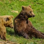 Bear refuge Kuterevo: orsi si riposano sull'erba