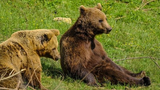 Bear refuge Kuterevo: orsi si riposano sull'erba