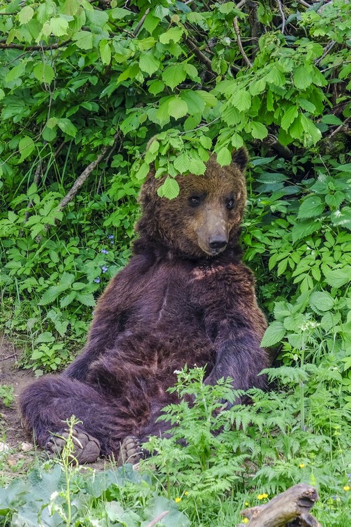 Bear Refuge di Kuterevo: orso si riposa nella vegetazione