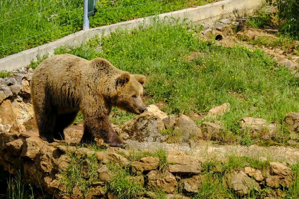 Bear Refuge di Kuterevo: orsa cammina sull'erba al sole