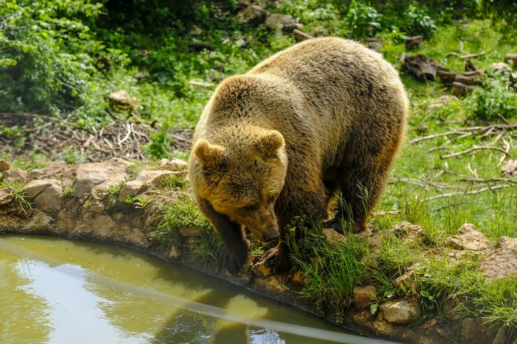 Bear refuge Kuterevo: orso che beve