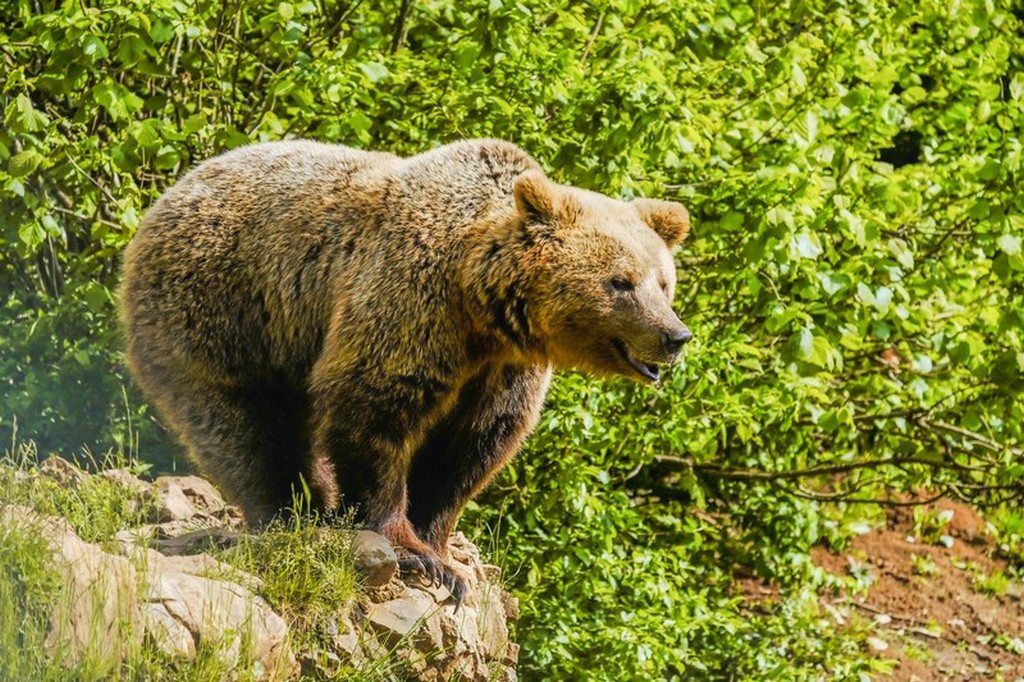 Bear refuge Kuterevo: orso sulla rupe