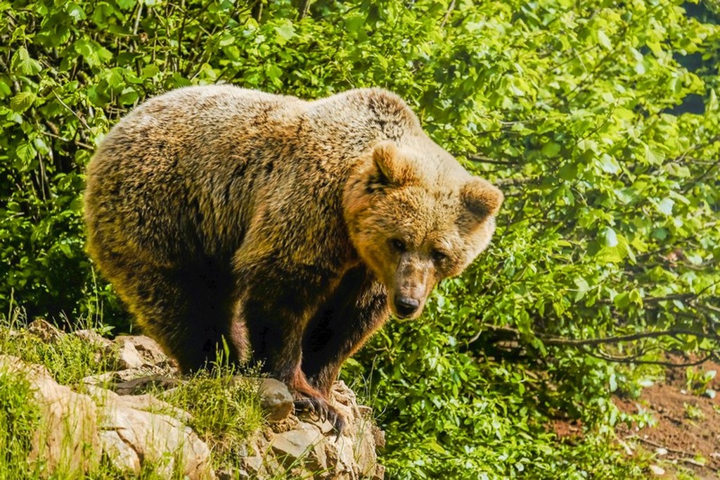 Bear refuge Kuterevo: orso sulla rupe