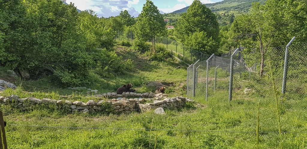 Bear refuge Kuterevo: orsi nel recinto si riposano