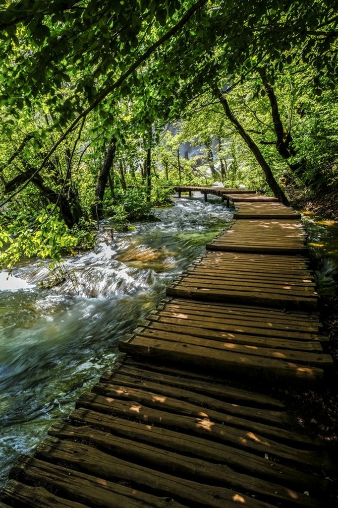 Guida laghi di Plitvice: passerella sotto gli alberi