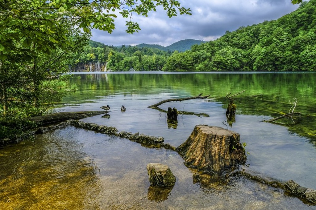 Guida laghi di Plitvice: tronco nel lago con cascatelle