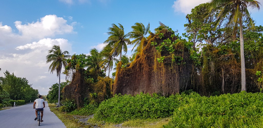 10 cose da non perdere Fakarava alberi particolari