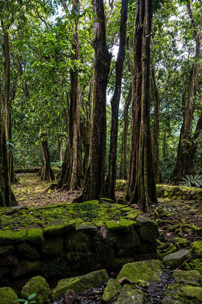 foresta a marae