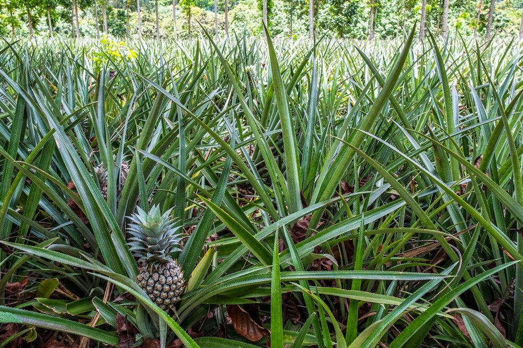 10 cose da non perdere a Moorea piantagione di ananas
