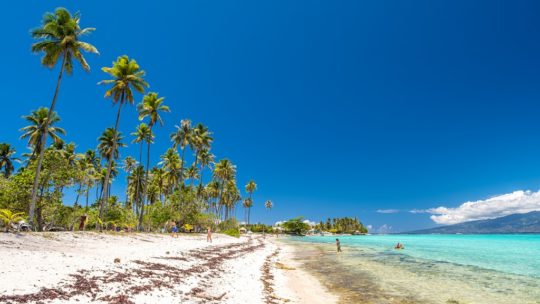 10 cose da non perdere a Moorea spiaggia con palme alte, sabbia bianca e mare turchese