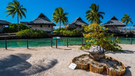 te mana te moana cura tartarughe moorea centro di cura tartarughe