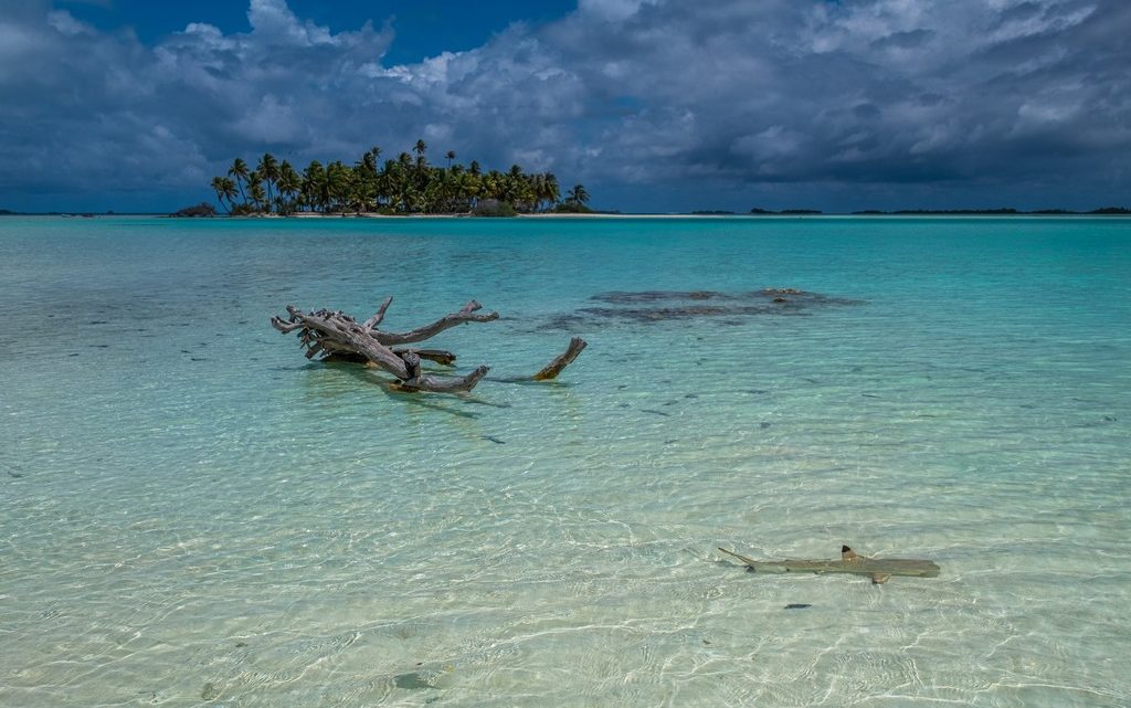 guida rangiroa isole con palme sabbia bianca e laguna cristallina bassa squalo