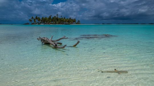 guida rangiroa isole con palme sabbia bianca e laguna cristallina bassa squalo