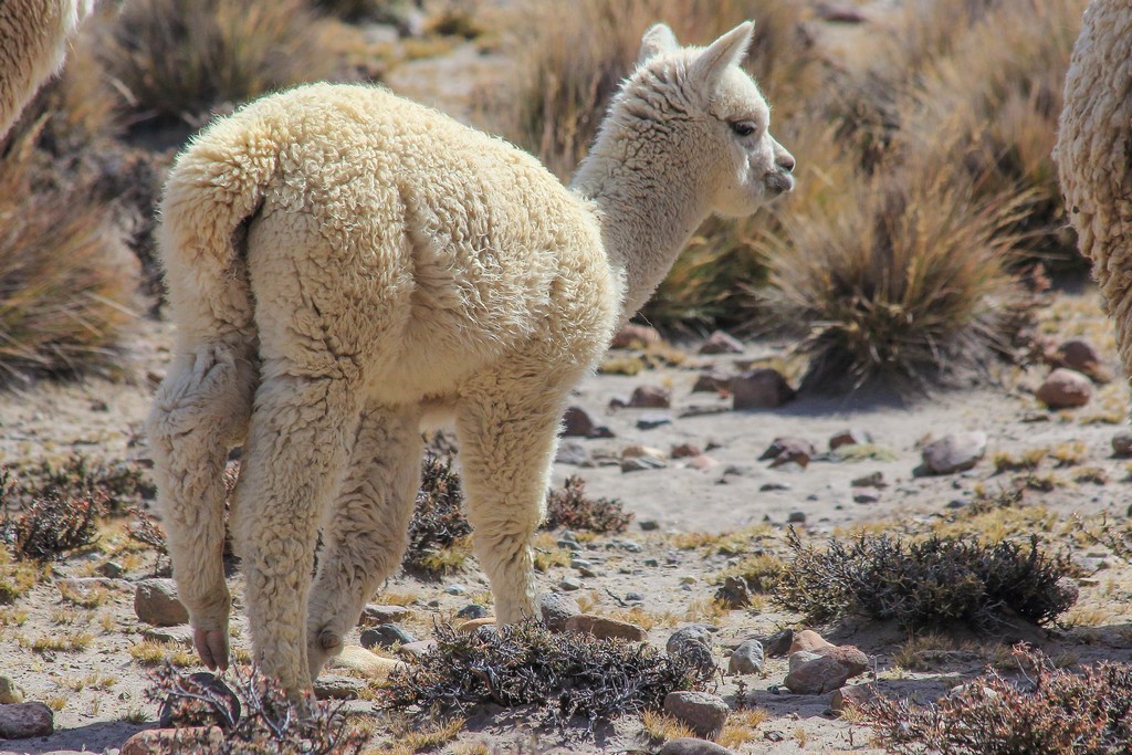 L'alpaca