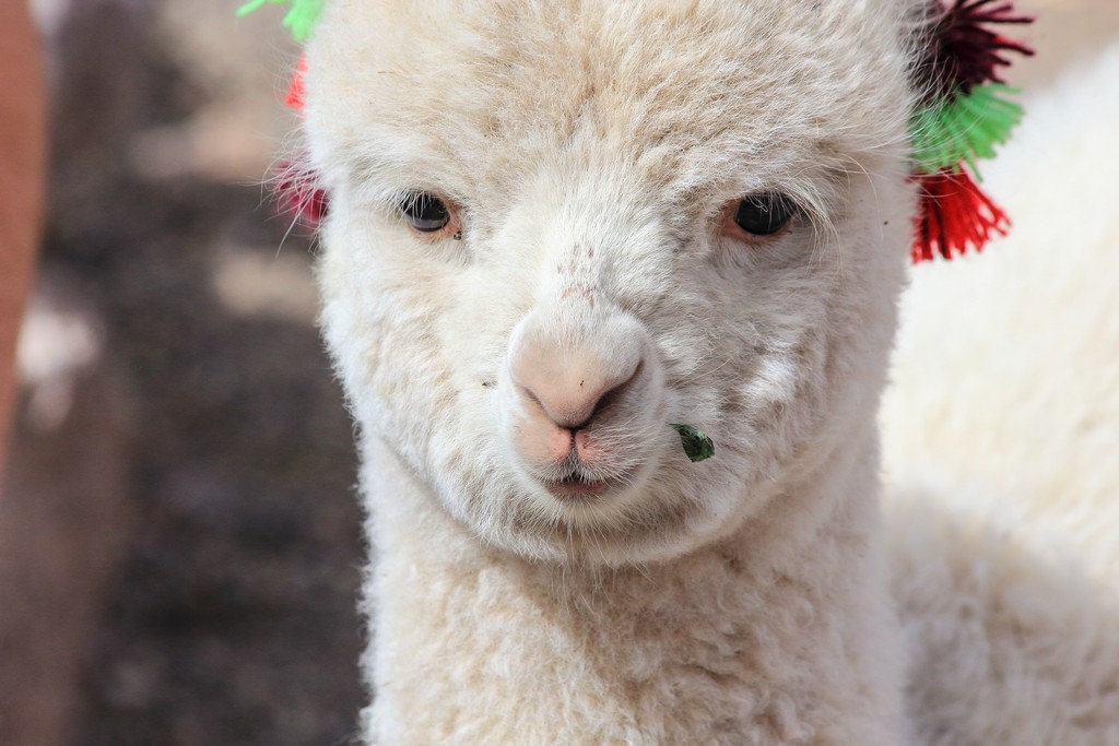 musetto di alpaca