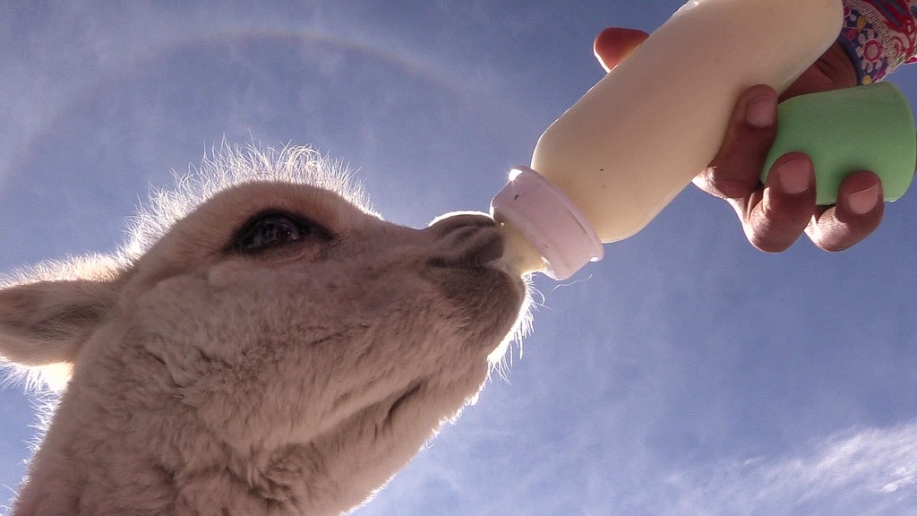 alpaca prende il latte dal biberon
