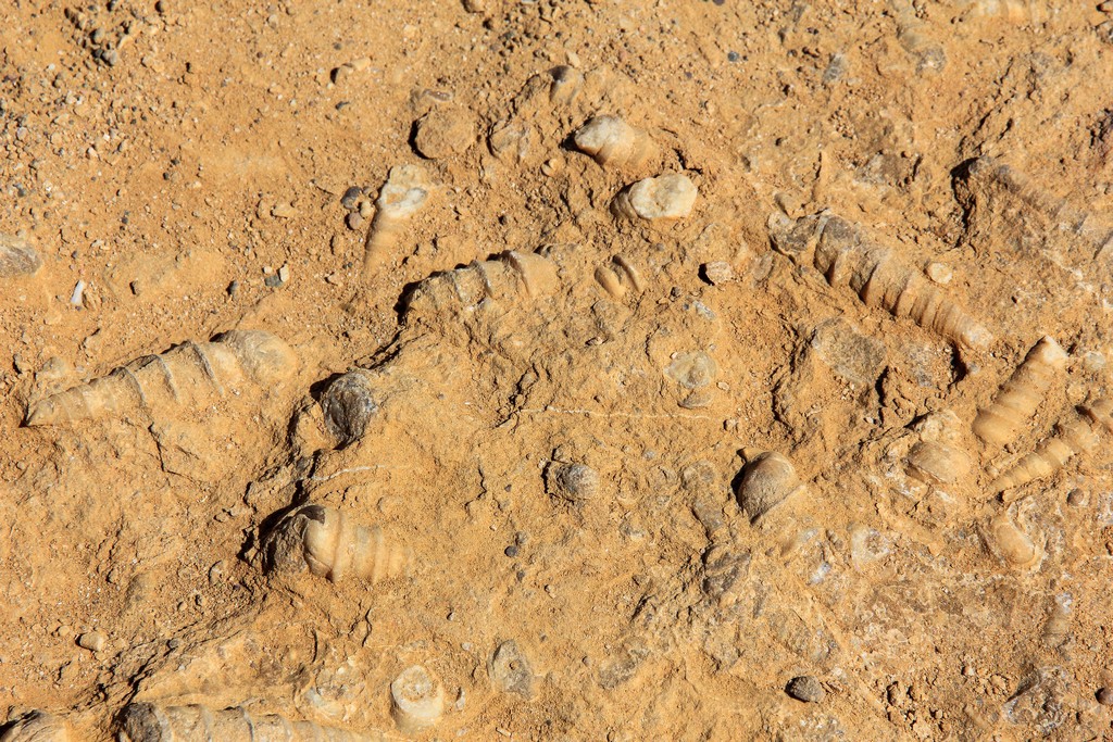 Conchiglie fossili nella Riserva di Paracas