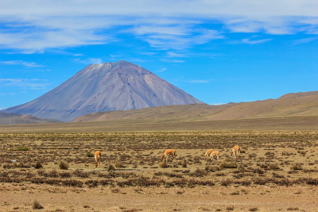 Vigogne selvatiche e sullo sfondo il vulcano El Misti 