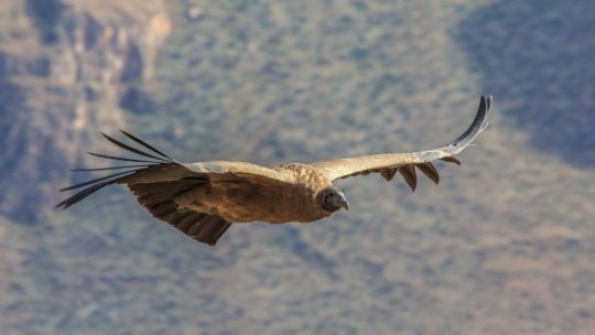 Il maestoso volo di un condor andino