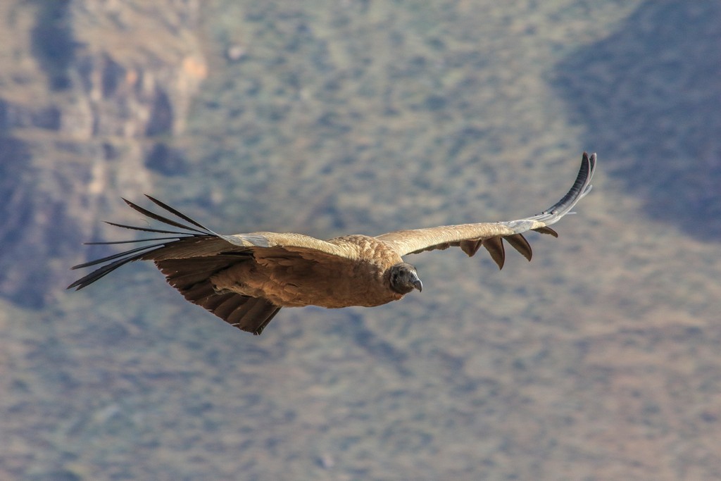 come organizzare un viaggio in Perù Il maestoso volo di un condor andino