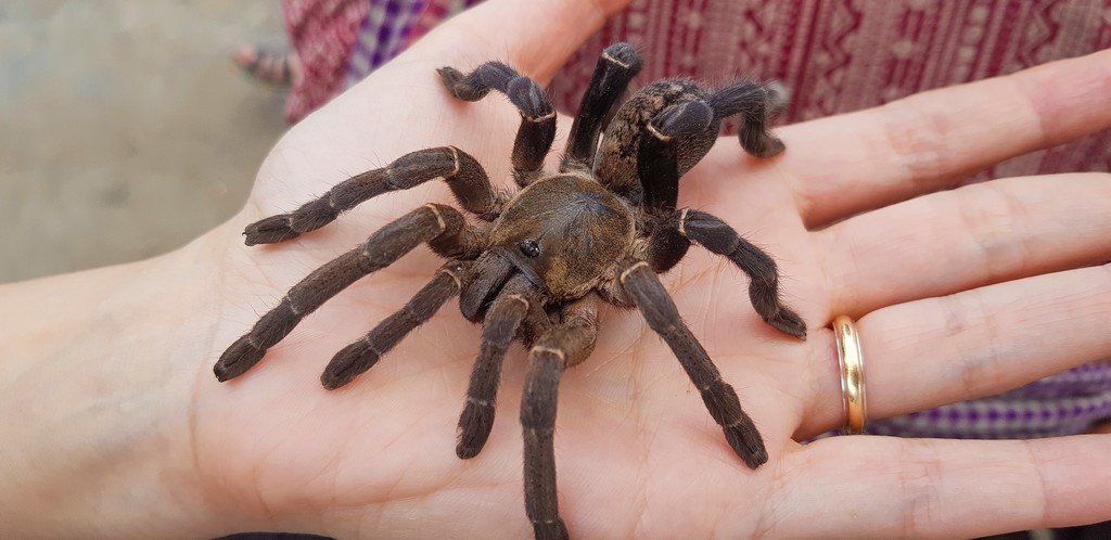 Mercato di Skuon e aracnofobia tarantola su una mano