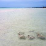 guida a Holbox mante nell'acqua bassa