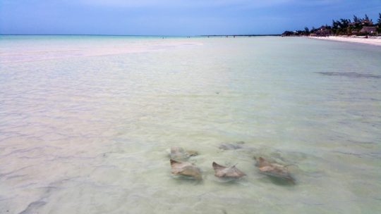 guida a Holbox mante nell'acqua bassa