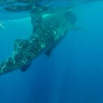 Nuotare con gli squali balena in Yucatán - Messico
