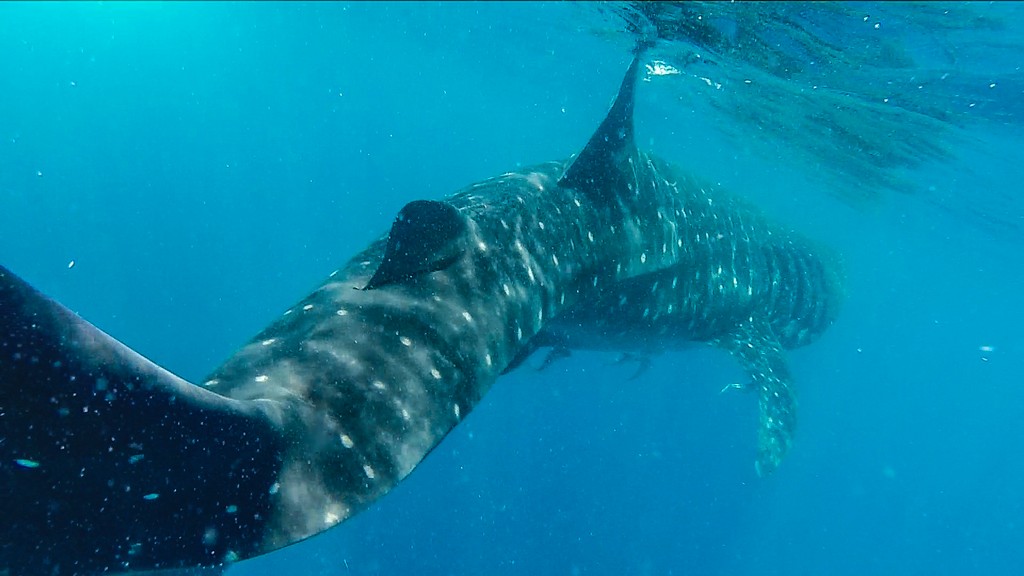 nuotare con gli squali balena squalo balena in acqua