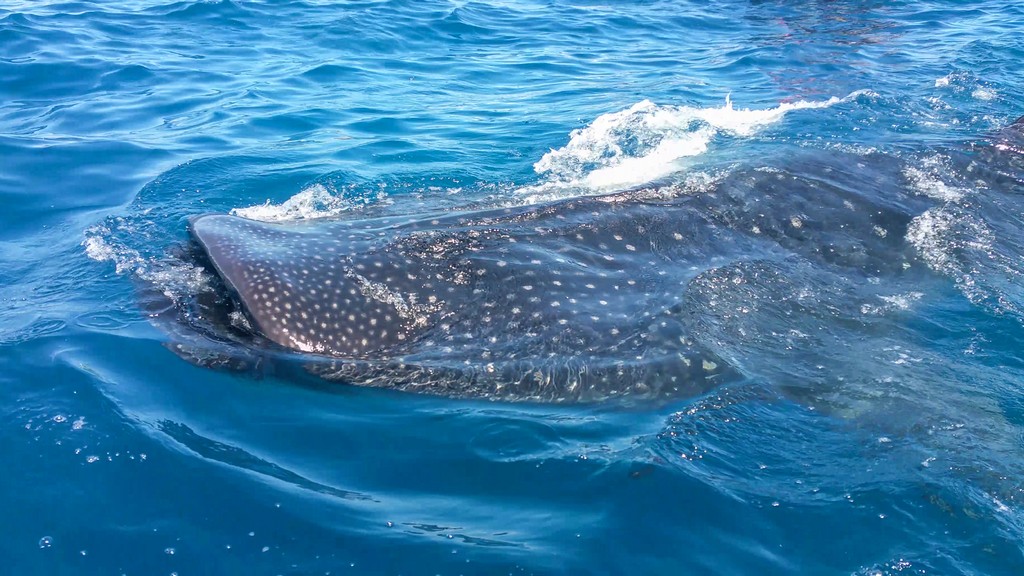 nuotare con gli squali balena squalo balena in superficie