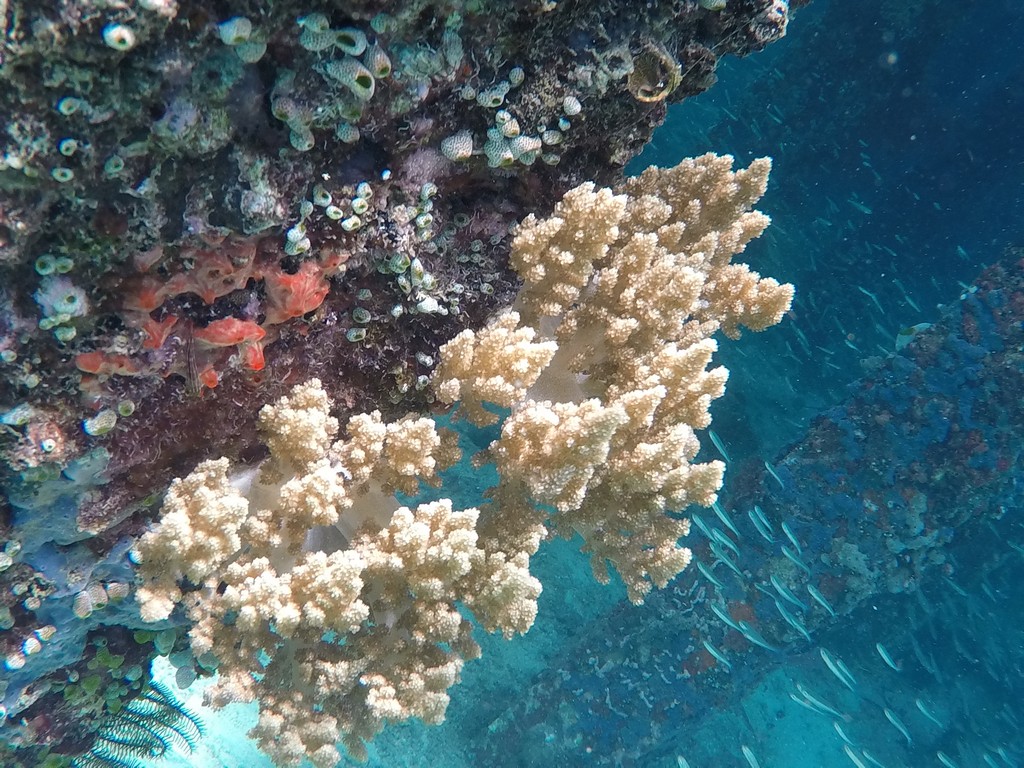 corallo di barriera