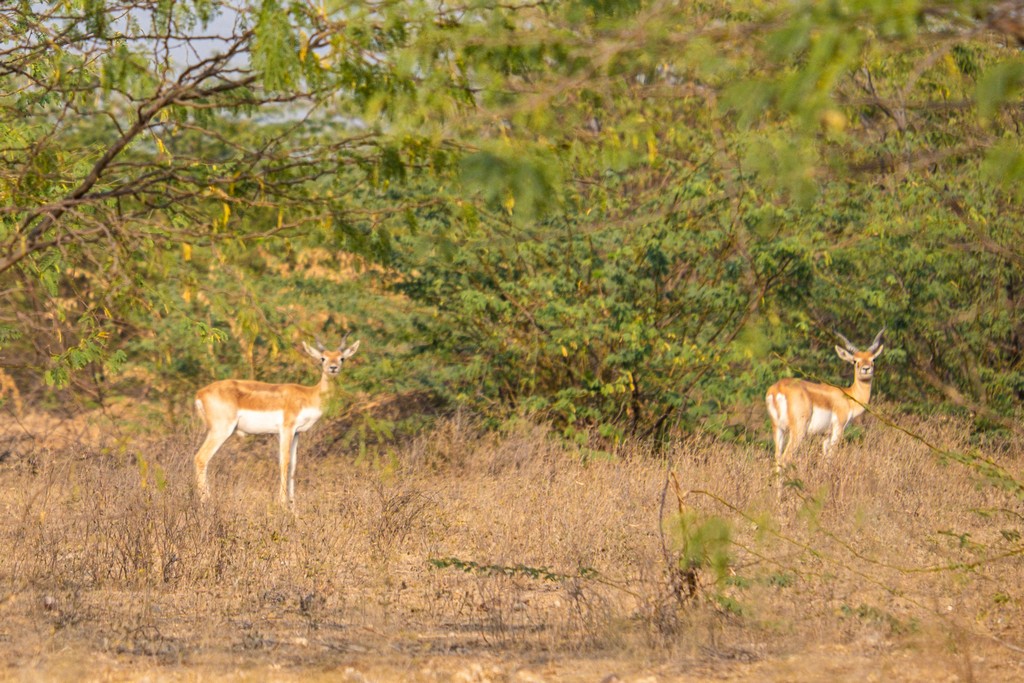 gazzelle nelle vicinanze