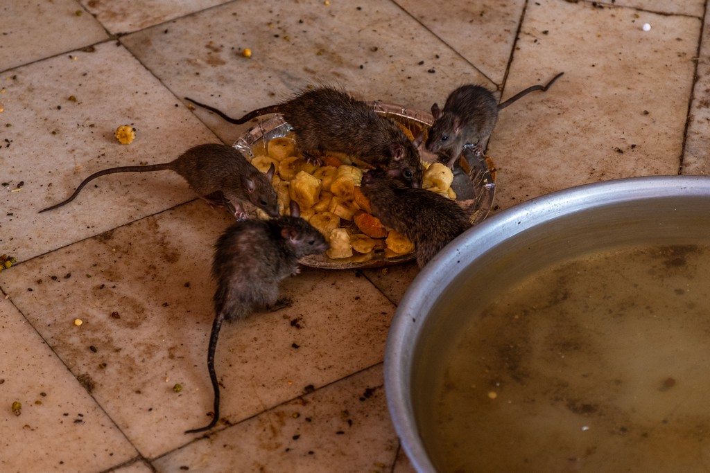  ratti che mangiano