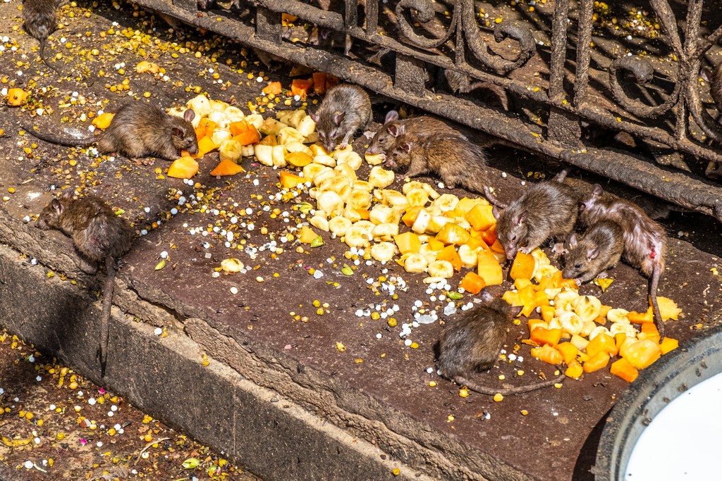 visita al tempio dei topi dèi ratti e topi che mangiano