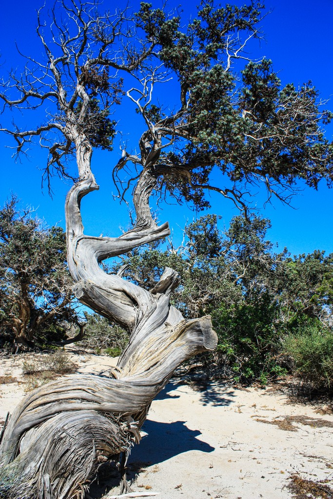 cedro del libano in spiaggia