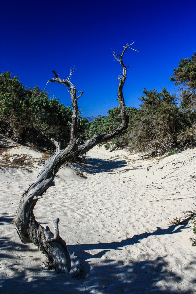 cedro del libano in spiaggia