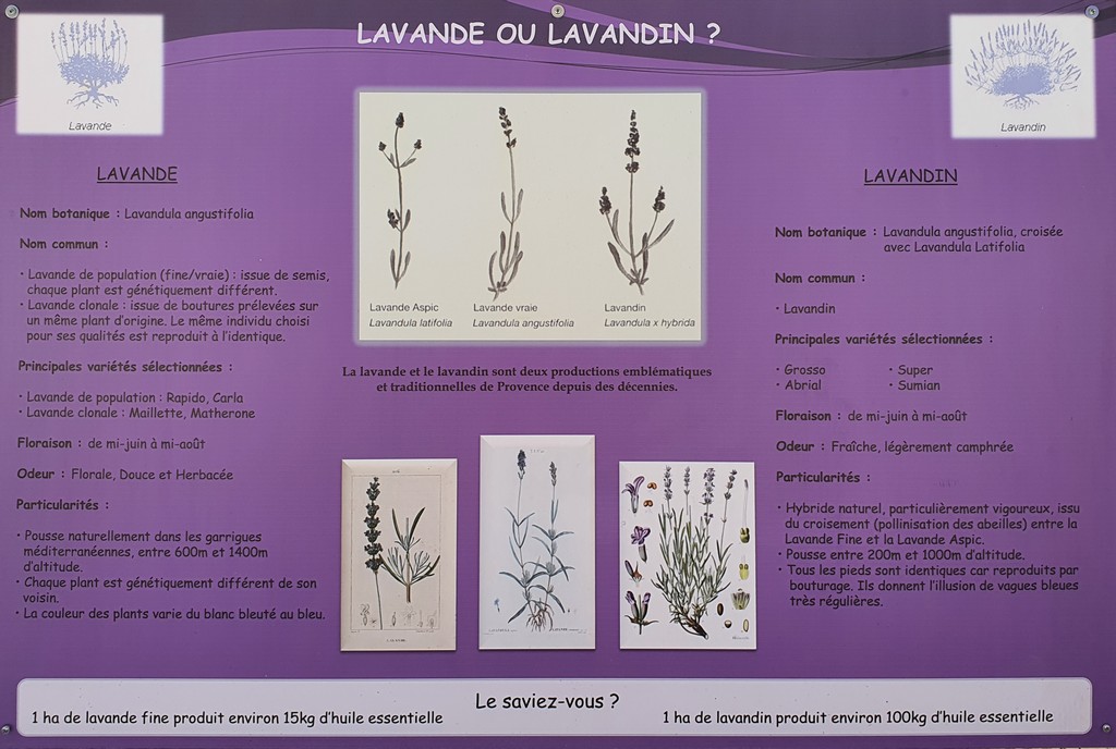 Lavanda o lavandina